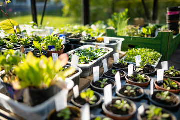 Plastic pots with various vegetables seedlings. Planting young seedlings on spring day. Growing own fruits and vegetables in a homestead. - obrazy, fototapety, plakaty
