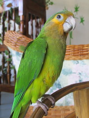 PERICO