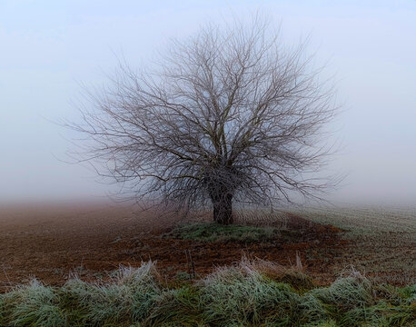 tree in the fog
