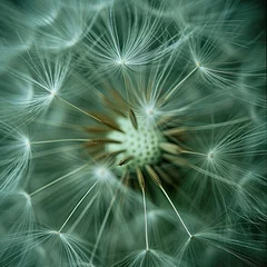 Foto op Plexiglas A close up of a dandelion © BrandwayArt