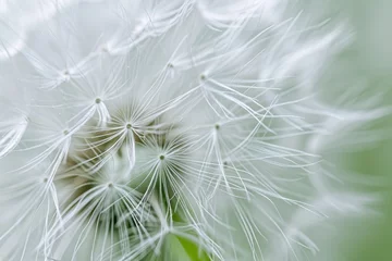 Fototapete Close-up of Dandelion With Blurry Background © BrandwayArt