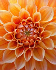 Close-up of a Large Orange Flower