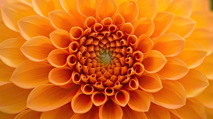 Foto op Canvas An orange dahlia flower close up © BrandwayArt