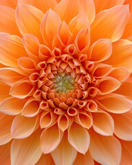 Vibrant Orange Flower With Green Center