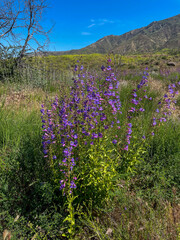 Obraz premium Showy Penstaman growing in a Chaparral Climate with Flowers in Bloom