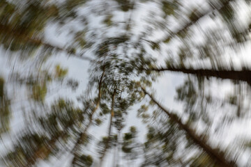 Fotografía de bosque con cámara en movimiento de forma circular