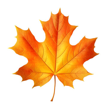 Maple Leaf Autumn on transparent background PNG image