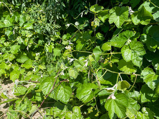 California Wild Grapes growing on the Vine