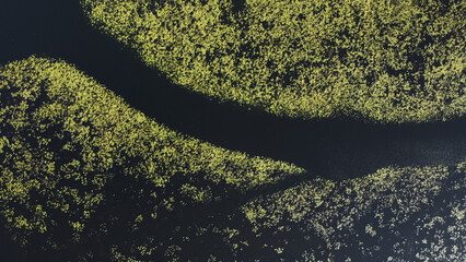 wild overgrown lake or river, aerial drone view