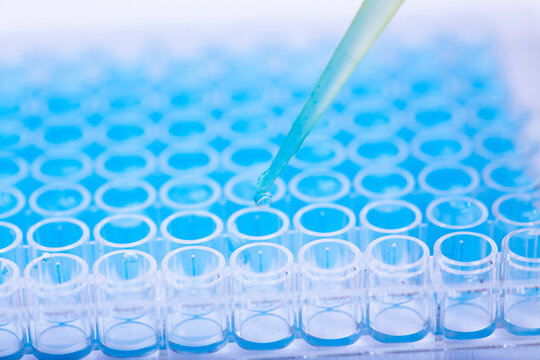 geneticist working with microplate for cells analysis in the genetic lab. Researcher working with samples of tissue culture in microplate in the bioengineering laboratory