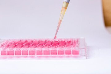 geneticist working with microplate for cells analysis in the genetic lab. Researcher working with...