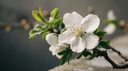  a close up of a white flower on a branch with water droplets on the petals and green leaves on the top of the branch, on a dark background of a wall.