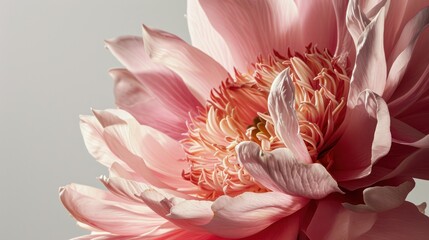  a close up of a pink flower on a white background with a light reflection in the center of the flower and the center part of the flower in the middle of the flower.