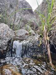 Armonía Acuática: Serenidad en un Río Vestido de Musgo