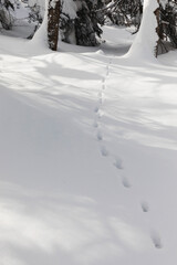 animal paw prints in the snow
