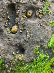 Sea Life on a Beach Cliff looking at Barnacles and Limpets stck to the Rock.