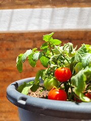 Delicias en Maceta: Tomates Cherry Listos para Saborear