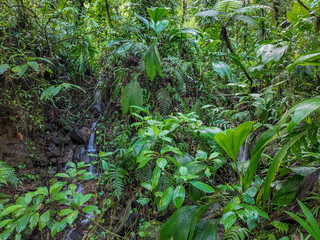 Guadeloupe amazing jungle with green leaves in high humidity