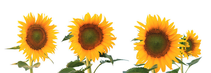 Set of sunflowers on white background.