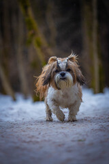 shih tzu dog walks in the forest in spring