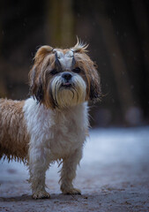 shih tzu dog walks in the forest in spring