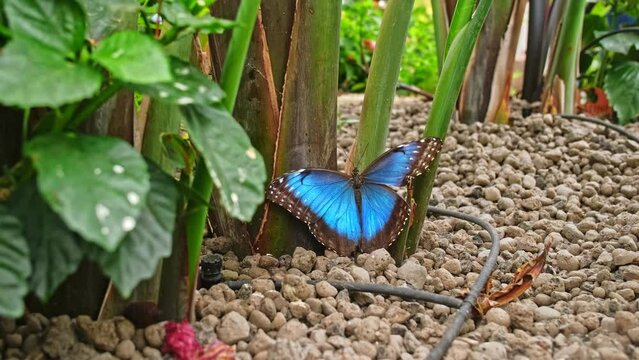 Tropical Blue Morpho Menelaus Butterfly Sitting on Plant Stalk in Butterfly Garden Exposition