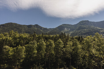 Trees and mountains in the summer