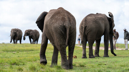 Walking among elephants at Knysna Elephant Park, Garden Route, South Africa