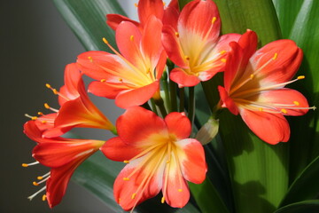 red and yellow flowers