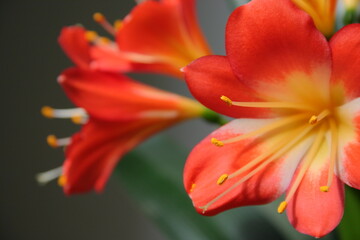 red and yellow flowers