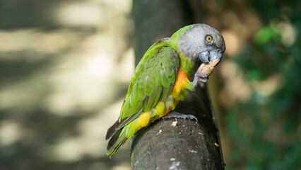 Parrot eating a peanut in the shell, Birds of Eden, Garden Route, South Africa