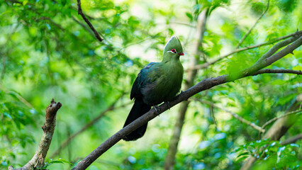 Obraz premium Guinea Turaco perched on a branch, Birds of Eden, Western Cape, South Africa