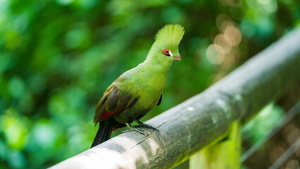 Close encounter with a Guinea Turaco, Birds of Eden, Western Cape, South Africa