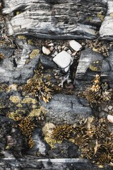 seaweed and stones