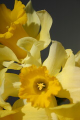 yellow daffodil flowers