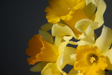 yellow daffodil flowers