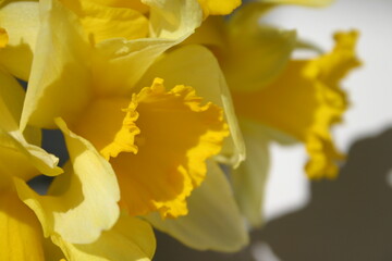 Obraz premium yellow daffodil flowers