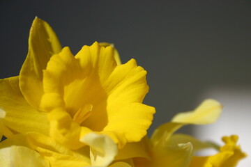 yellow daffodil flowers