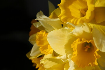 yellow daffodil flowers