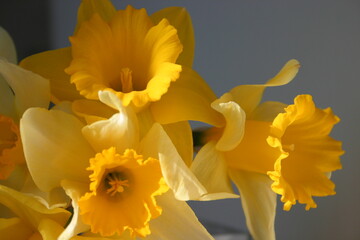 yellow daffodil flowers