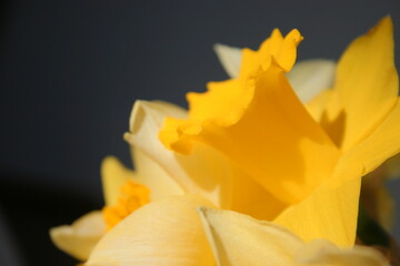 yellow daffodil flowers