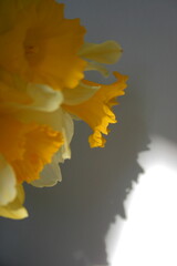 yellow daffodil flowers