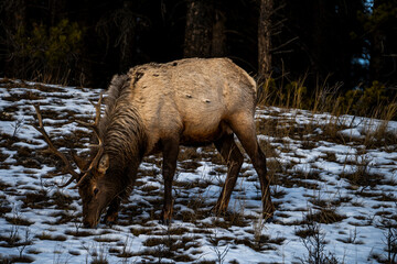 Elk grassing in winter