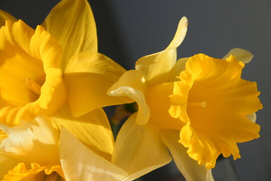 yellow daffodil flowers © Balzs