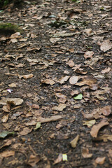 dry leaves scattered on the ground that had fallen from the trees
