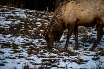 elk eating in winter