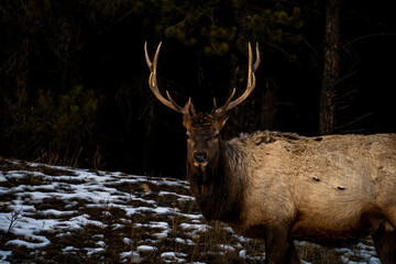 Elk looking straight ahead