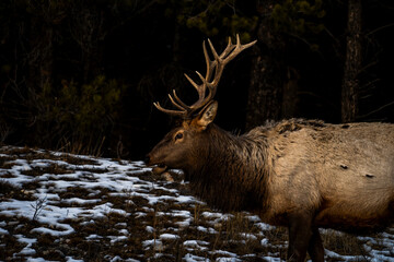 Elk portrait shot