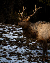 Elk portrait