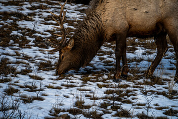 Elk eating in winter